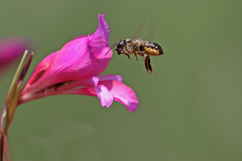 Megachile sp. colto al volo